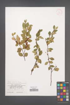 Betula gmelinii [KOR 32039]