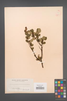 Betula humilis [KOR 12113]