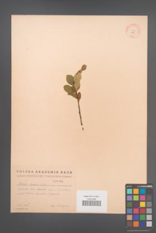 Betula humilis [KOR 1874]