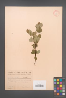 Betula humilis [KOR 1880]