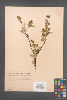 Betula humilis [KOR 1875]
