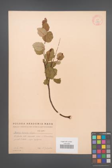 Betula humilis [KOR 1877]