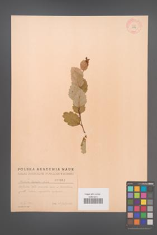 Betula humilis [KOR 1882]