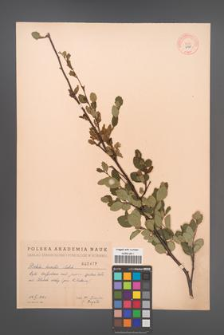 Betula humilis [KOR 2467]