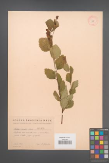 Betula humilis [KOR 1878]