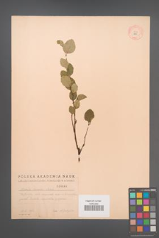 Betula humilis [KOR 1881]