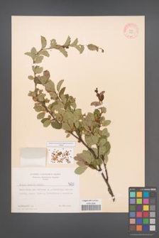 Betula humilis [KOR 4631]