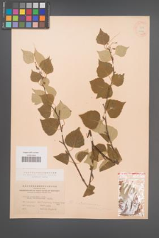 Betula japonica [KOR 12144]
