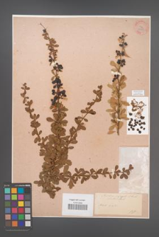 Berberis aggregata [KOR 33789]