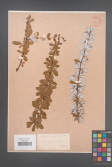 Berberis angulosa [KOR 33790]