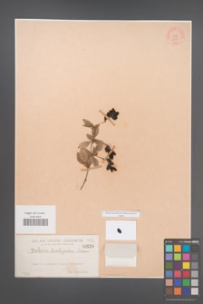 Berberis brachypoda [KOR 528]