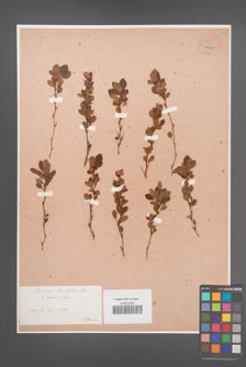 Berberis buxifolia [KOR 54239]