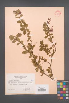 Berberis vulgaris [KOR 6965]