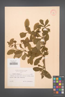 Berberis vulgaris [KOR 8473]