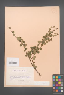 Betula exilis [KOR 24127]