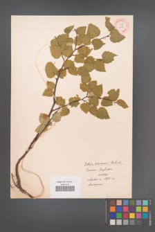 Betula litwinowii [KOR 12149]