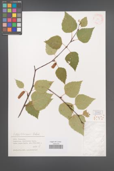 Betula litwinowii [KOR 38610]