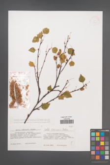 Betula litwinowii [KOR 38701]