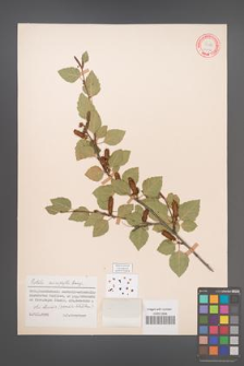 Betula microphylla [KOR 12176]