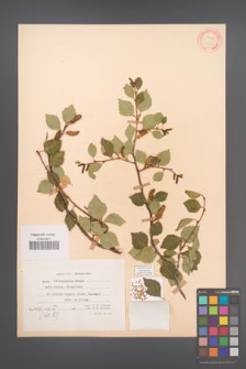 Betula microphylla [KOR 12168]