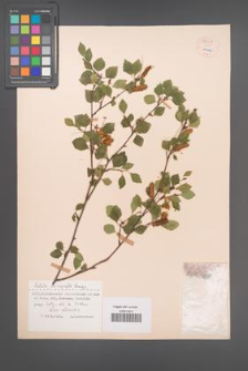 Betula microphylla [KOR 54449]