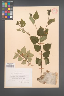 Betula microphylla [KOR 54253]