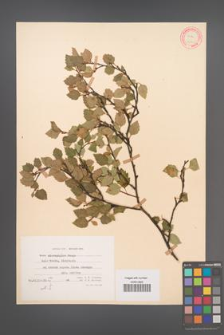 Betula microphylla [KOR 12165]