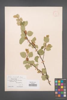 Betula microphylla [KOR 12177]