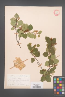 Betula microphylla [KOR 12174]