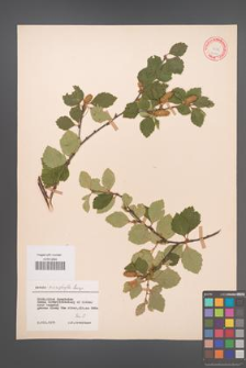 Betula microphylla [KOR 12173]