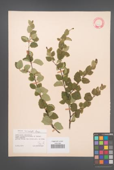 Betula microphylla [KOR 12172]