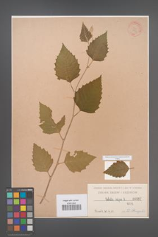 Betula nigra [KOR 597]