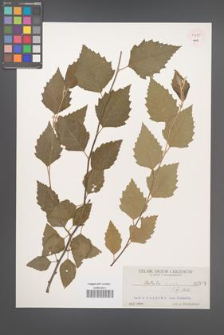 Betula nigra [KOR 503a]