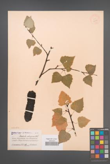 Betula obscura [KOR 2263]