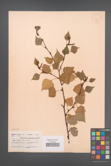 Betula obscura [KOR 2266]