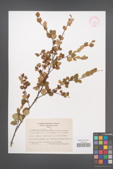 Betula ovalifolia [KOR 44087]