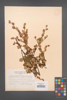 Betula ovalifolia [KOR 12204]