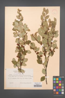 Betula ovalifolia [KOR 12202]