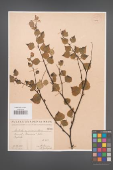 Betula oycoviensis [KOR 54273]