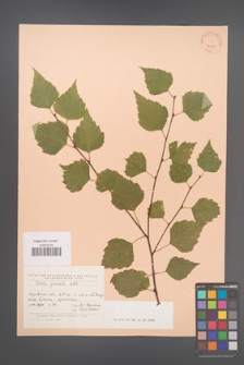 Betula pendula [KOR 24148]
