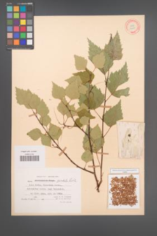 Betula pendula [KOR 12240]