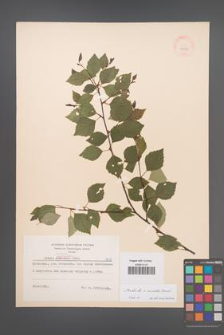 Betula ×aurata [KOR 7338]