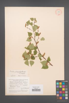 Betula platyphylloides [KOR 12211]