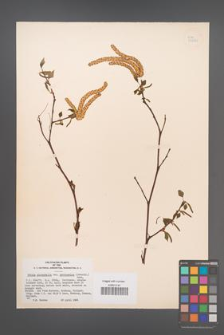 Betula platyphylla [KOR 33850]