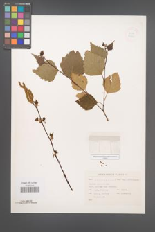 Betula platyphylla [KOR 33851]