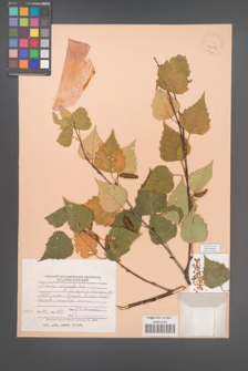 Betula platyphylla [KOR 24184]