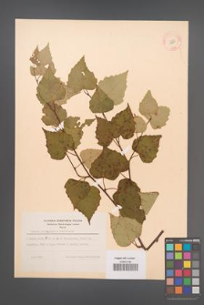Betula platyphylla [KOR 12208]