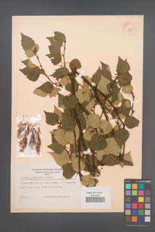 Betula platyphylla [KOR 12206]