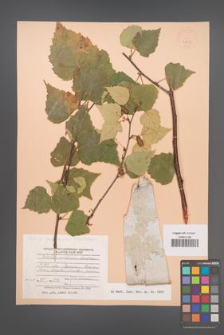 Betula platyphylla [KOR 24653]
