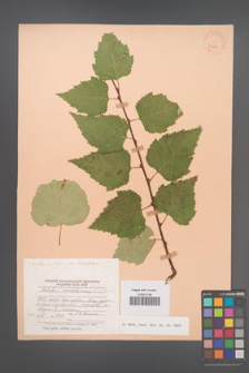 Betula platyphylla [KOR 24651]